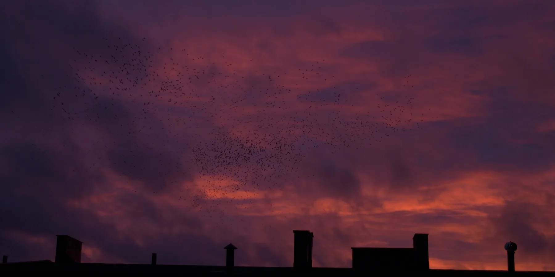 Birds of Passage 8