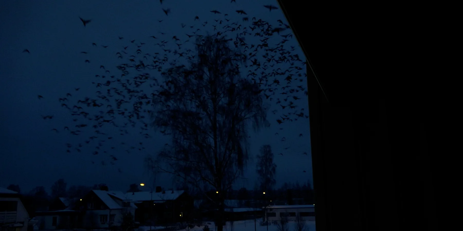 Birds of Passage 10